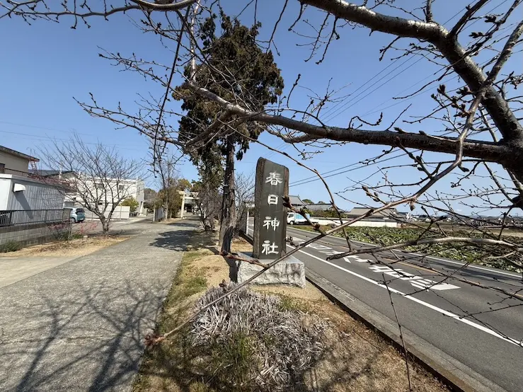 境内の桜の様子（3月中旬）