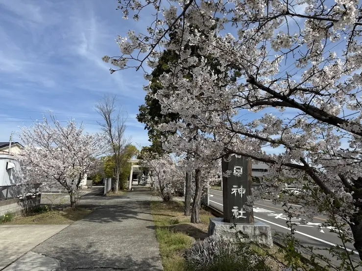 満開の境内の桜